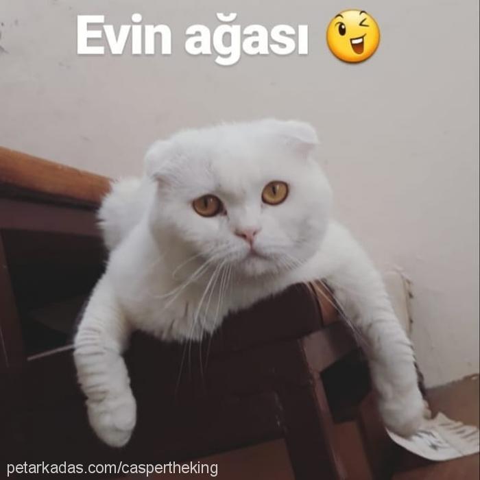 casper Erkek Scottish Fold