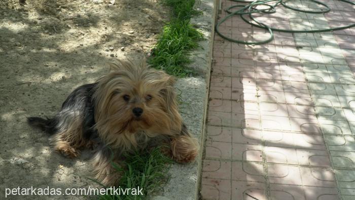 kırpık Erkek Yorkshire Terrier