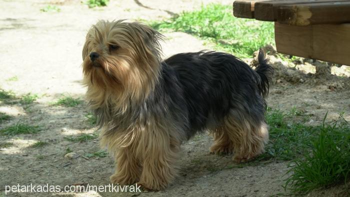 kırpık Erkek Yorkshire Terrier