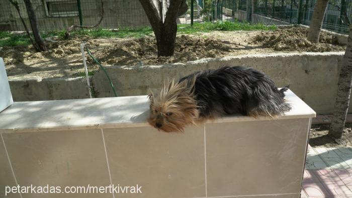 kırpık Erkek Yorkshire Terrier