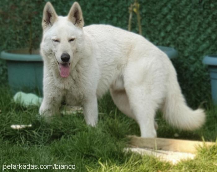 bianco Erkek Alman Çoban Köpeği