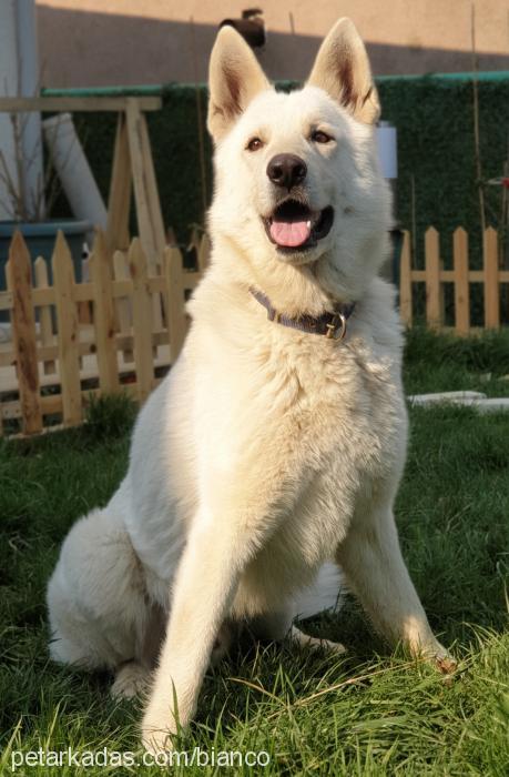 bianco Erkek Alman Çoban Köpeği