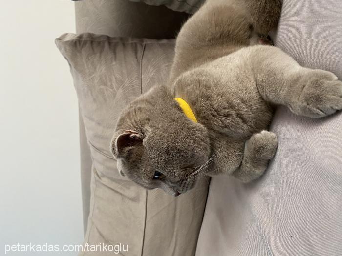 rio Erkek Scottish Fold