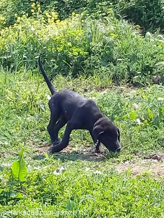 gece Erkek Labrador Retriever