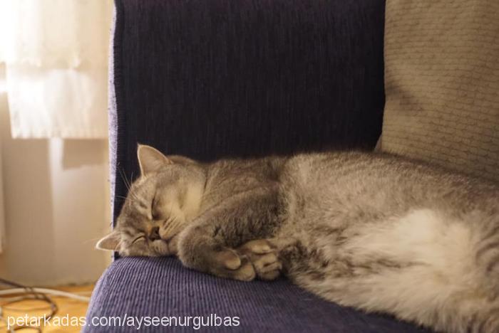 dali Erkek British Shorthair