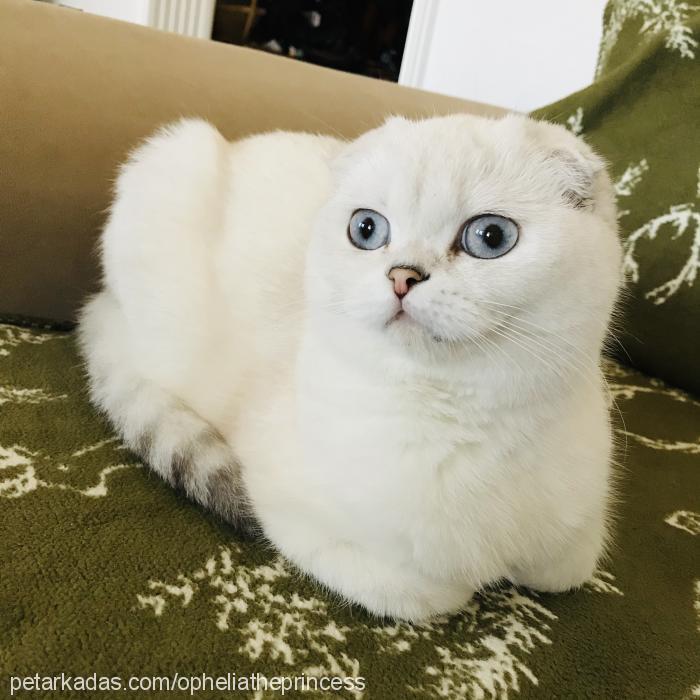 ophelia Dişi Scottish Fold