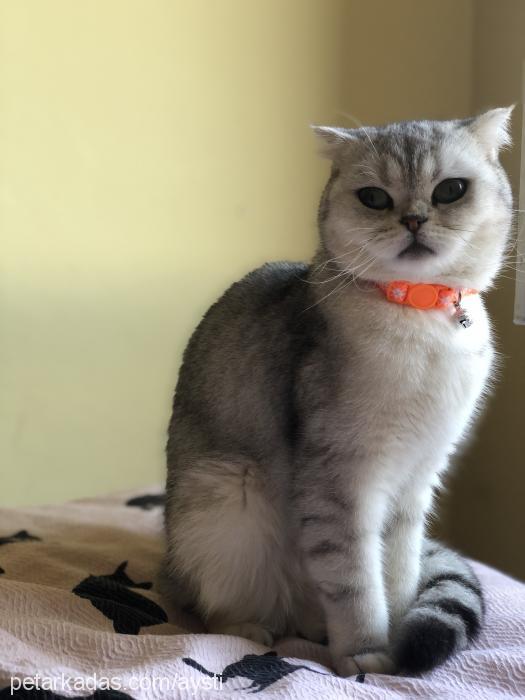 aysti Dişi Scottish Fold