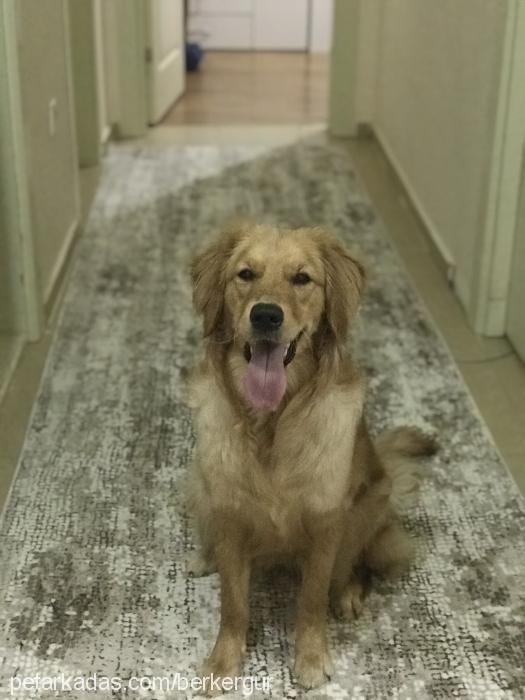 rose Dişi Golden Retriever