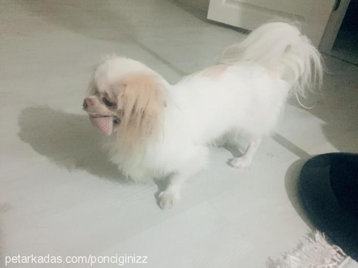 ponçik Erkek Pekingese