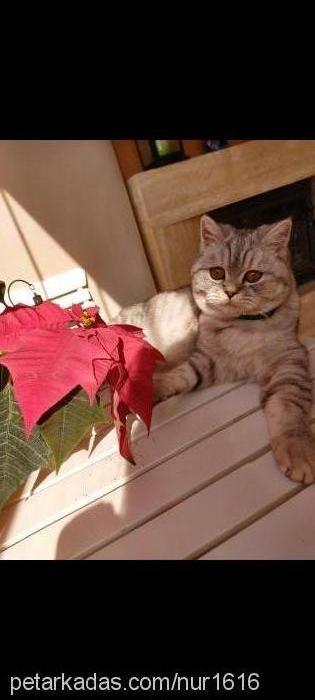 pamuk Dişi Scottish Fold