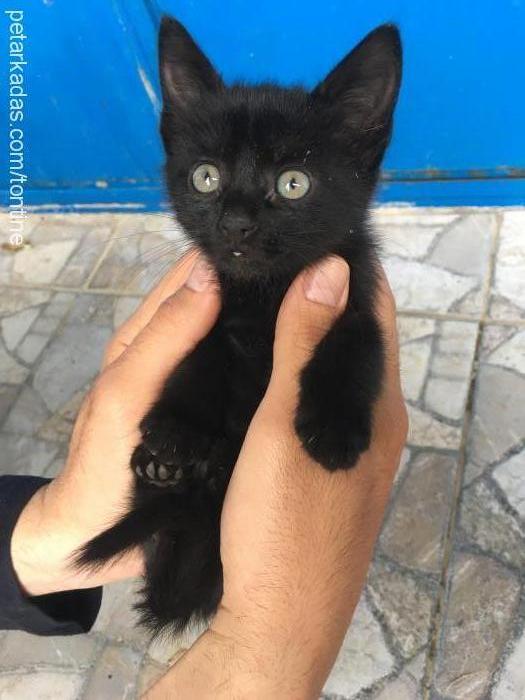 zeytin Dişi Tekir Kedi