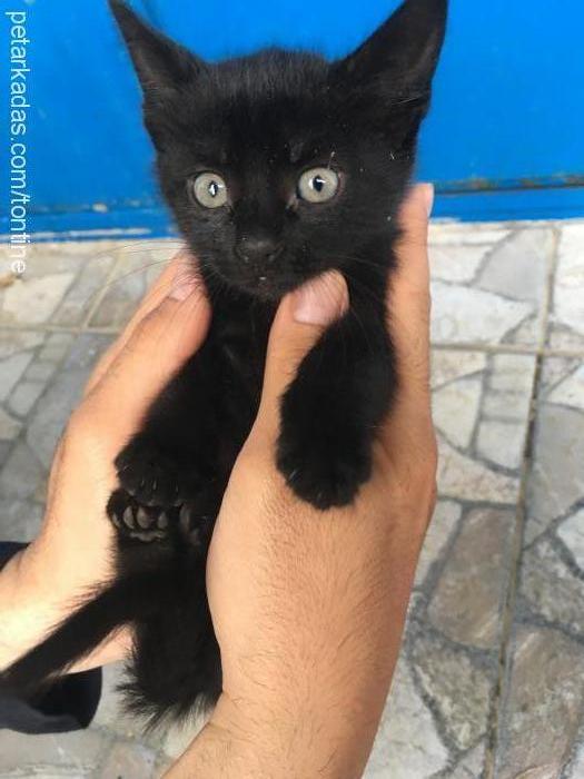 zeytin Dişi Tekir Kedi