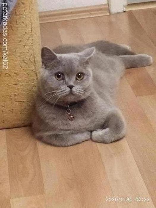 silver Dişi British Shorthair