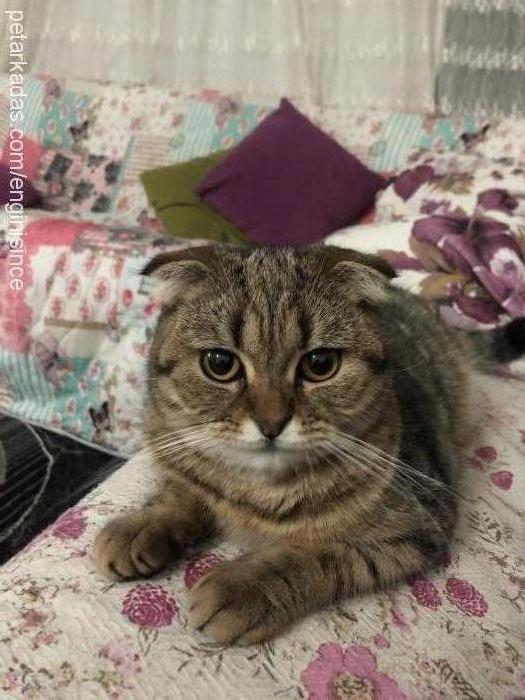 bumblebee Dişi Scottish Fold