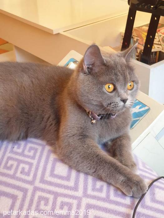 emma Dişi British Shorthair