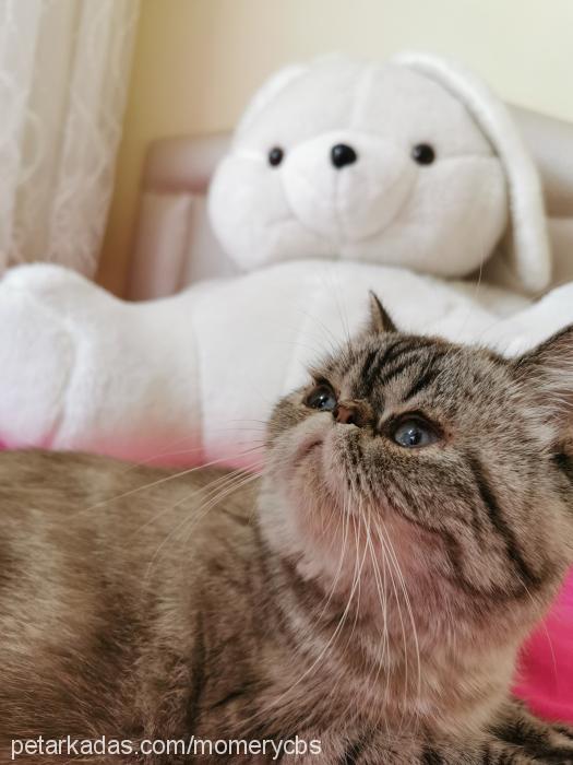 manya Dişi Exotic Shorthair