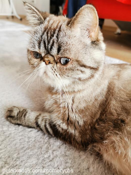 manya Dişi Exotic Shorthair