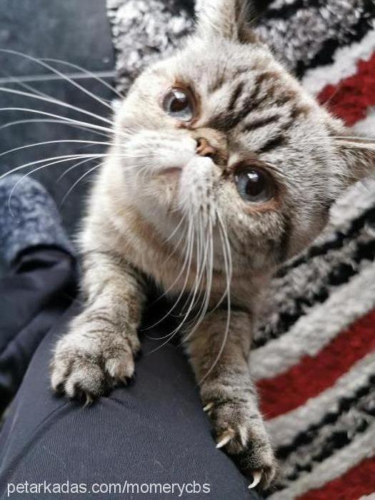 manya Dişi Exotic Shorthair