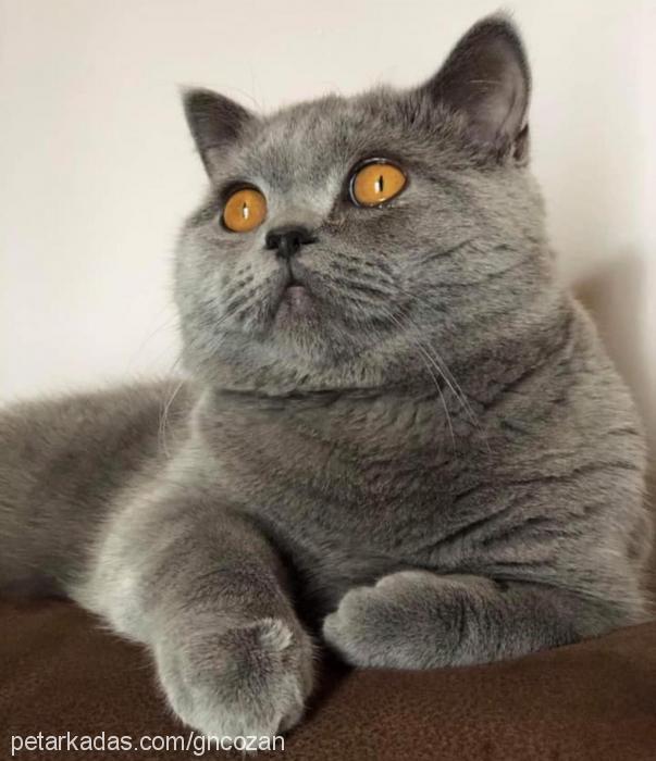 yoda Erkek British Shorthair