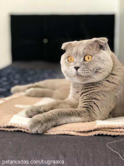 sirius Erkek Scottish Fold