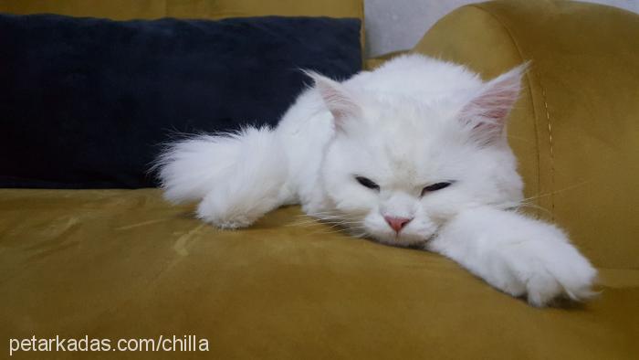 chilla Dişi Chinchilla