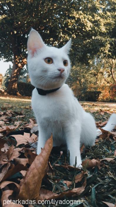 liya Dişi Ankara Kedisi (Angora)