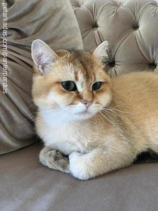 Şeftali Erkek British Shorthair