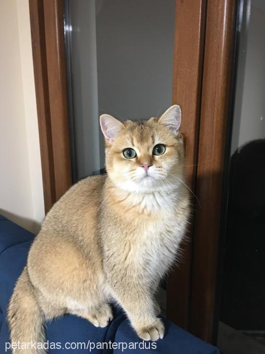 Şeftali Erkek British Shorthair