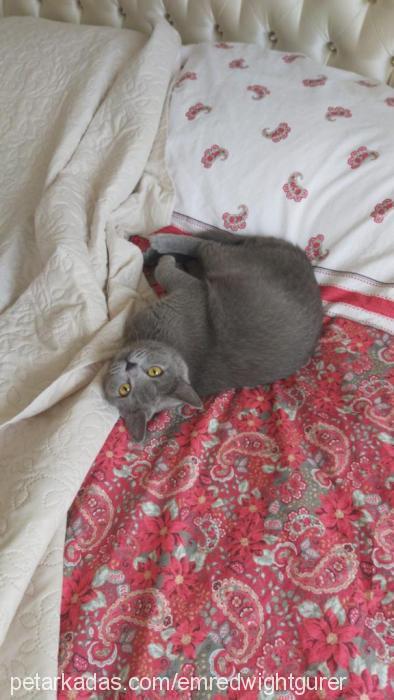 lizzy Dişi British Shorthair