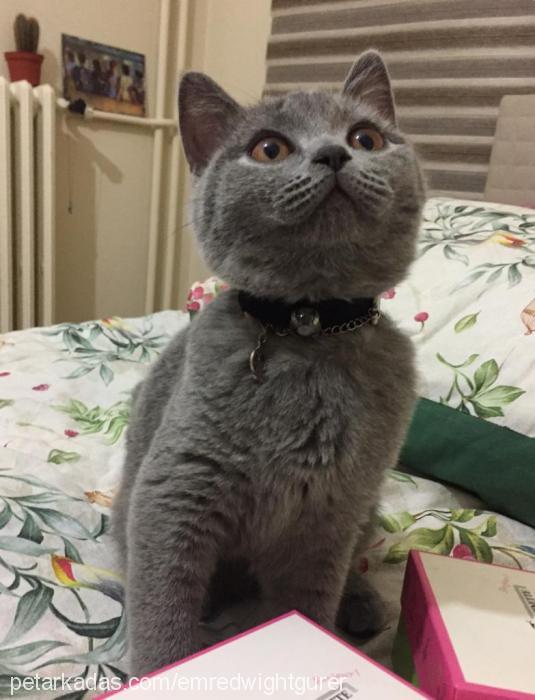 lizzy Dişi British Shorthair