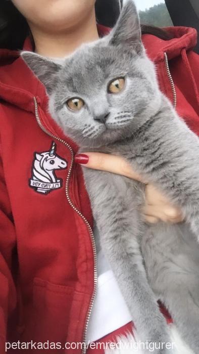 lizzy Dişi British Shorthair