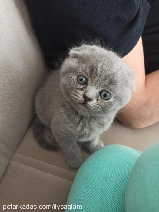 Şinasi Erkek British Shorthair