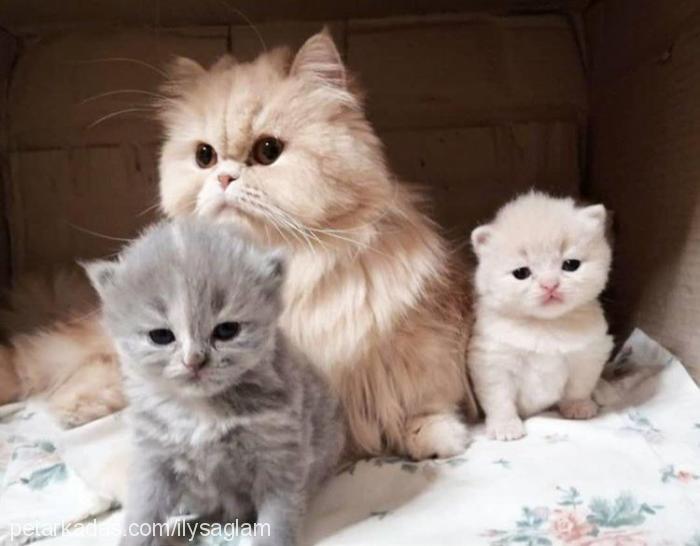 Şinasi Erkek British Shorthair