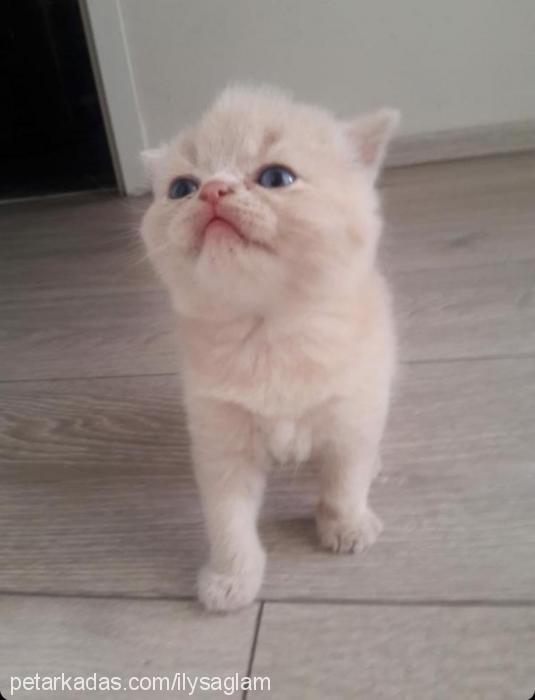 Şinasi Erkek British Shorthair