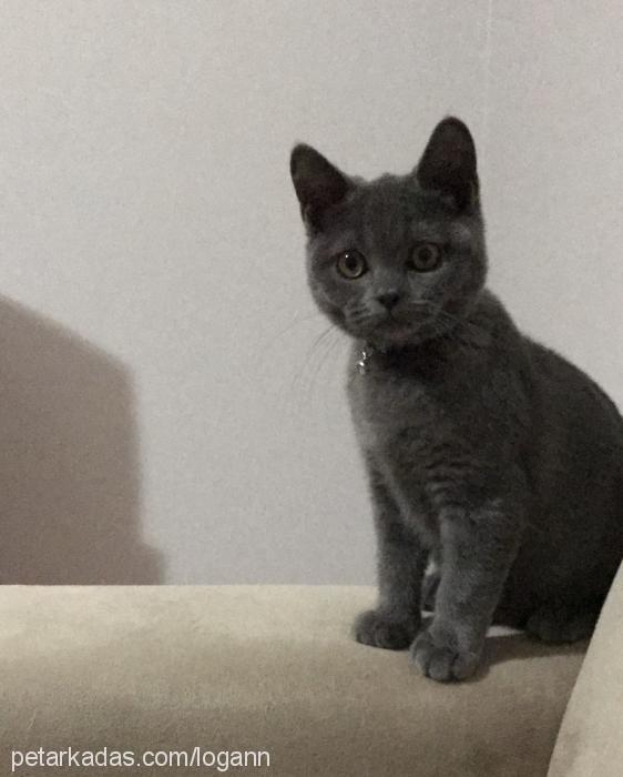 logan Erkek British Shorthair