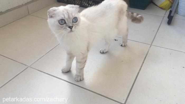 pamuk Dişi Scottish Fold