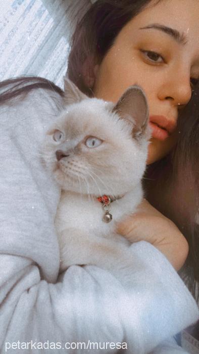 mureşa Dişi British Shorthair