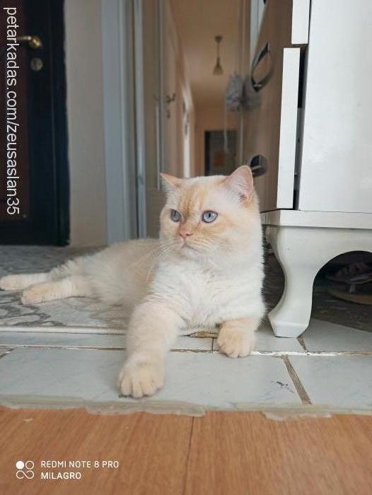 zeus Erkek Scottish Fold