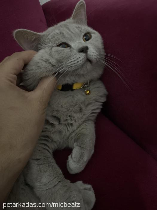 atom Erkek British Shorthair