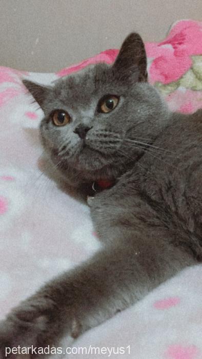 zeus Erkek British Shorthair