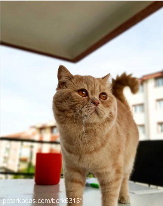 paytakpamuk Erkek British Shorthair