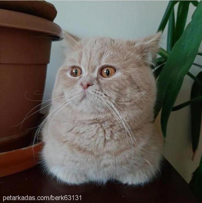 paytakpamuk Erkek British Shorthair