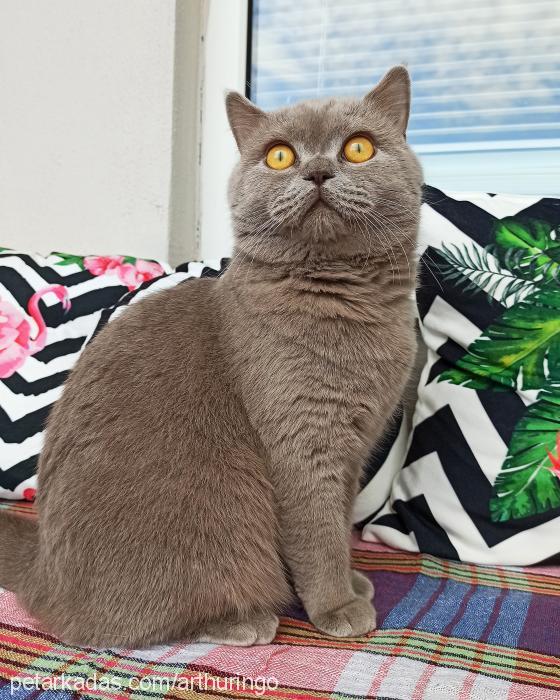 arthur Erkek British Shorthair