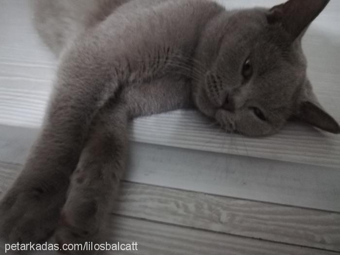 liloşbalcat Dişi British Shorthair