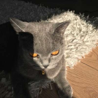 SMOKY Dişi British Shorthair