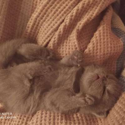 Badem Erkek Scottish Fold