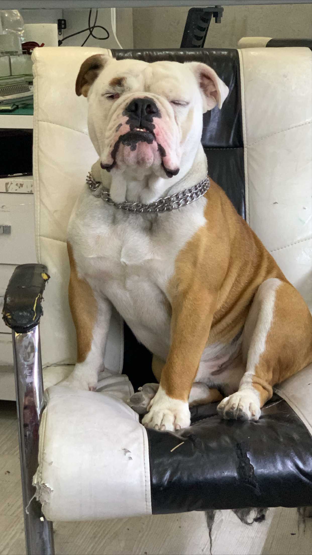 Rolex Erkek İngiliz Bulldog