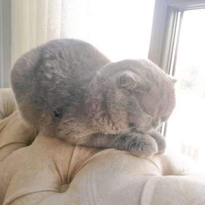 Çaça Erkek Scottish Fold