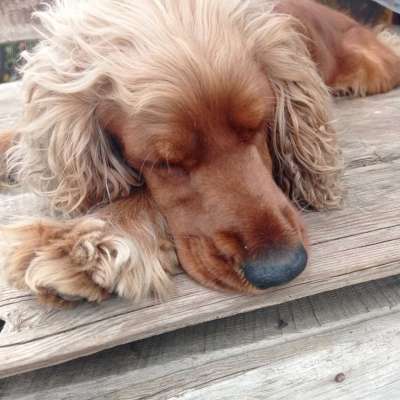 Tarçın Erkek İngiliz Cocker Spaniel