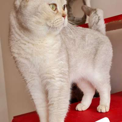 carlos Erkek British Shorthair